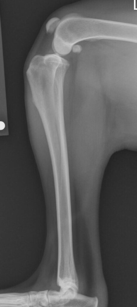 Radiograph of a normal stifle joint