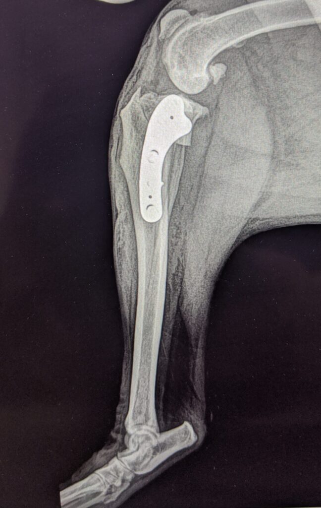 tplo repair scaled