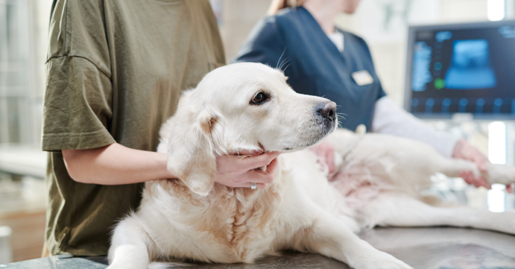 A Golden Labrador On The Examination Table At The Vet Getting A Checkup 