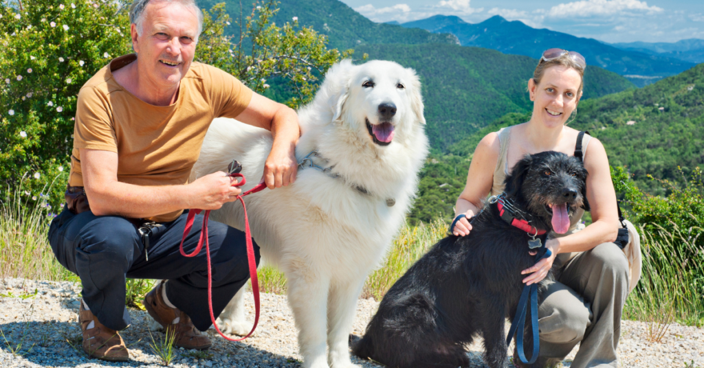 Two dogs on a hike in the mountains with their owners.