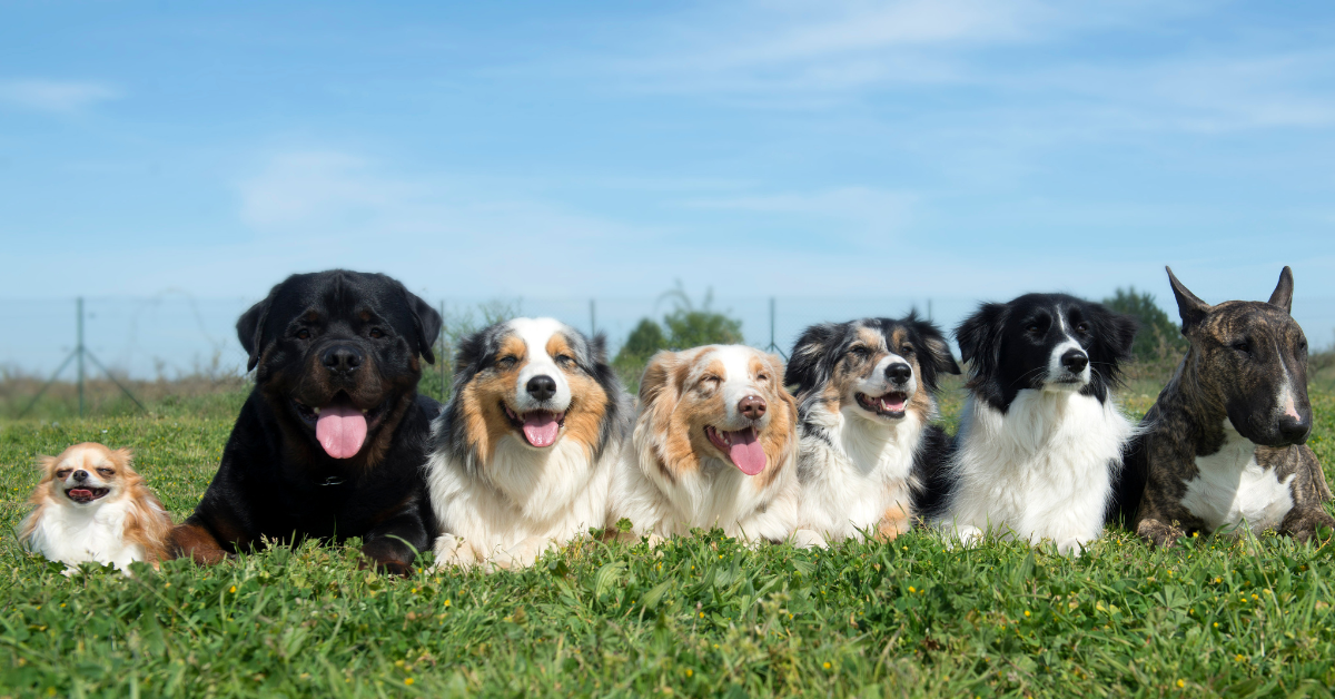 A row of seven different dogs lying next to each other in green grass