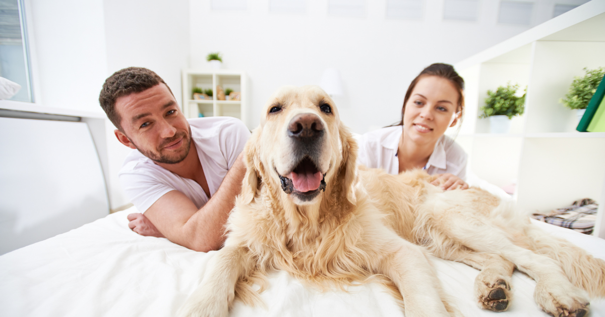 A golden retriever getting love and attention from its owners