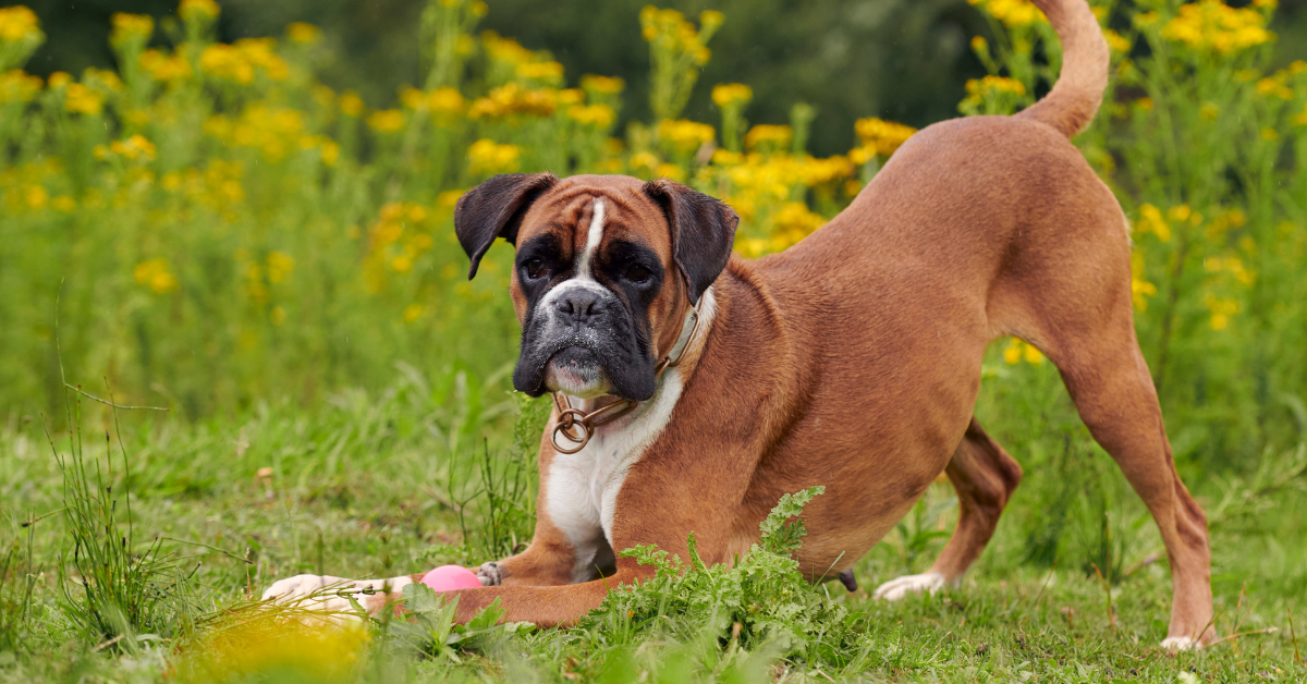 Brown Boxer Stretching