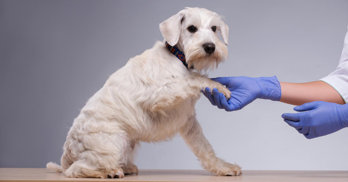 White Dog With A Paw Being Held By A Hand In A Blue Surgical Glove