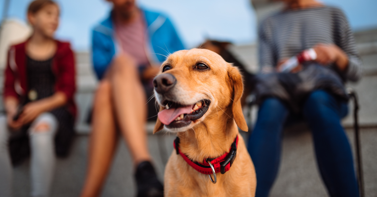 Brown Dog With red collar