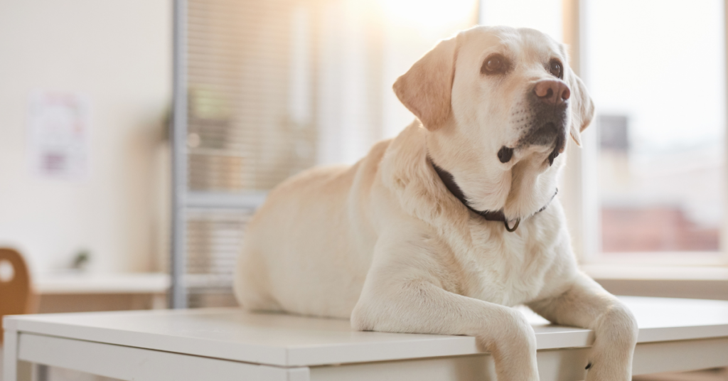 Golden Lab lying on a white table looking up