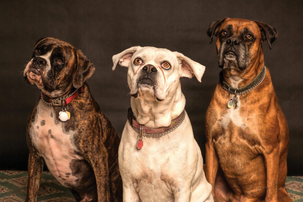 three boxers sitting in a row