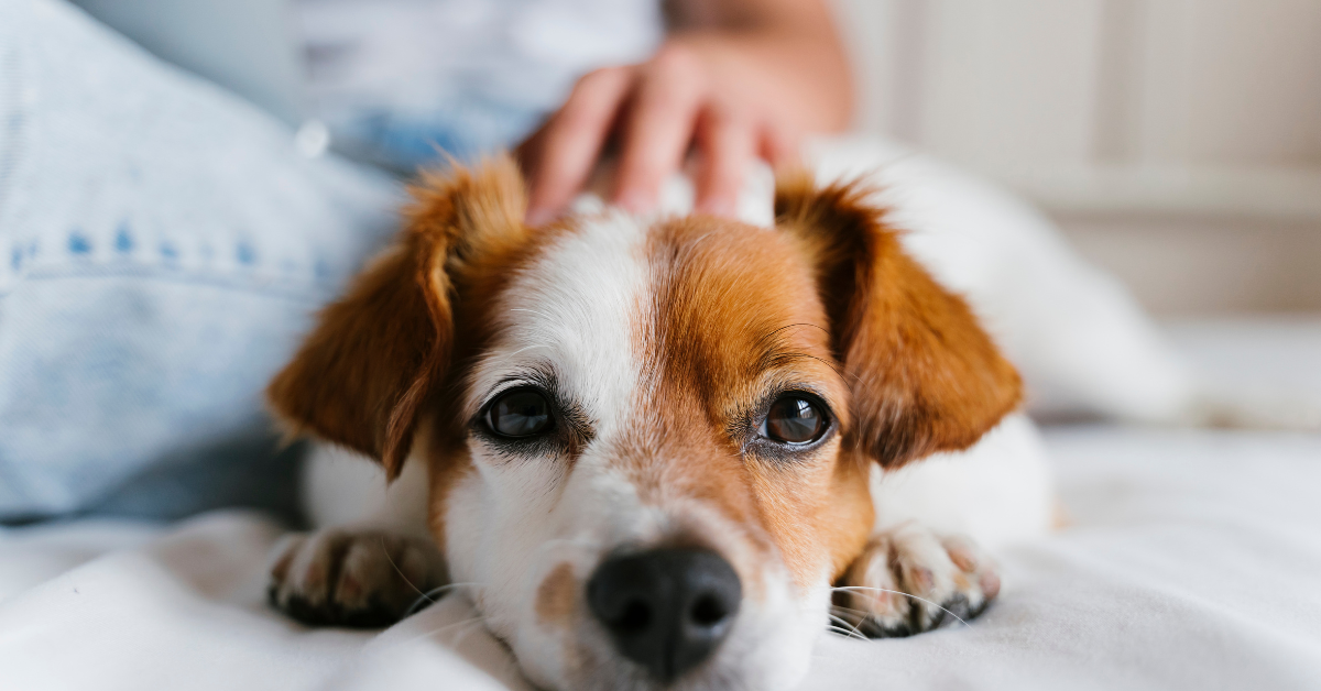 Dog lying facing the camera